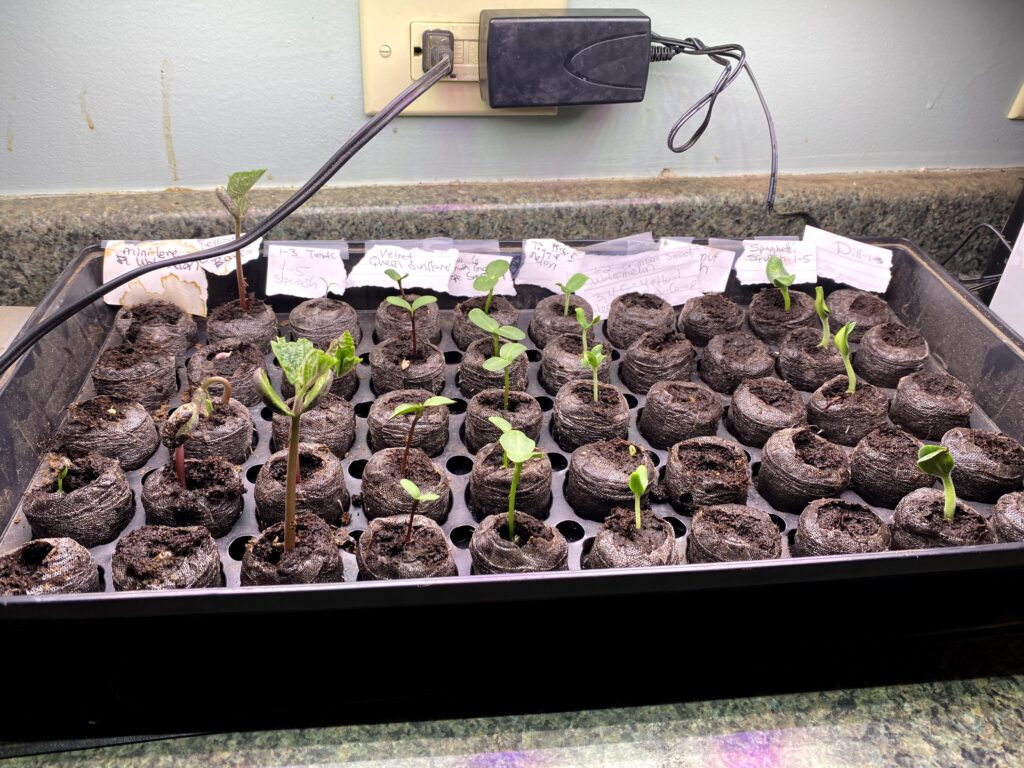 Seedlings for survival garden growing in Jiffy Tray