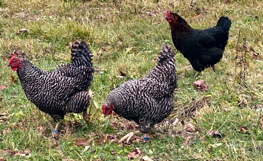 Three chickens in a yard. 