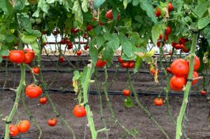 Tomatoes growing in a greenhouse. 10 best crops for a survival garden.