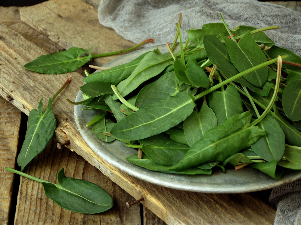 a plate of sorrel leaves.