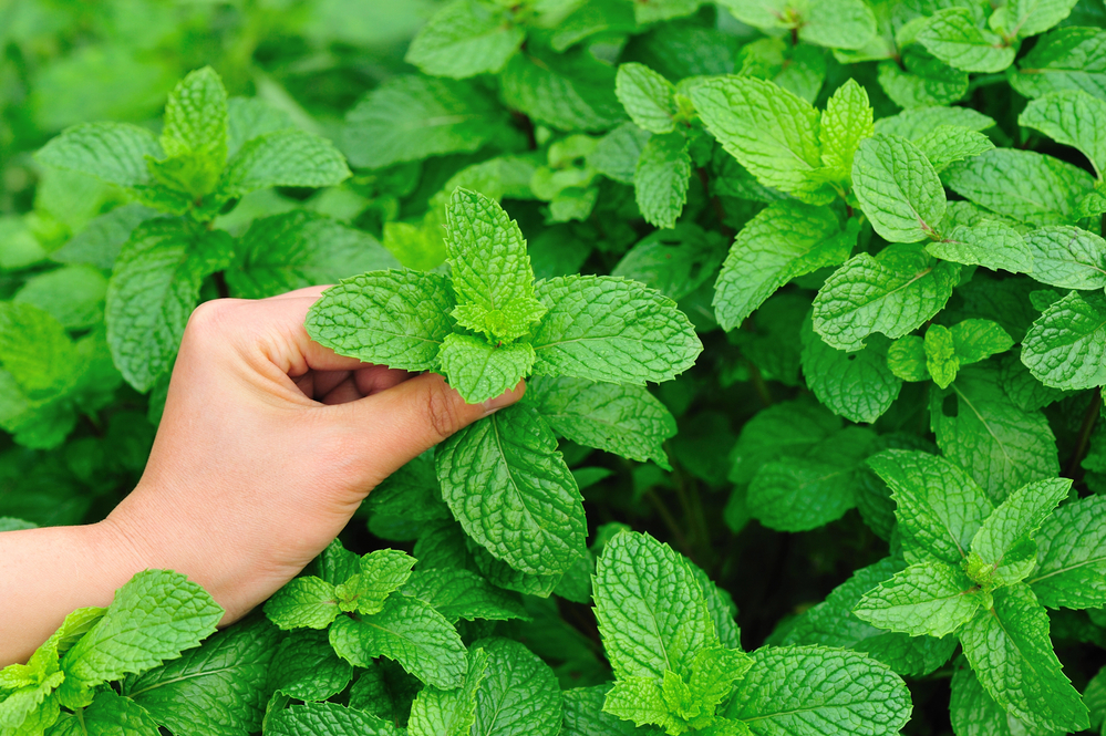 Mint plants. Some of the best perennial plants for a survival garden.