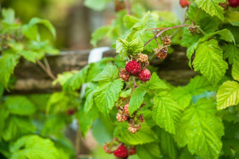 Raspberry bushes with berries on them.