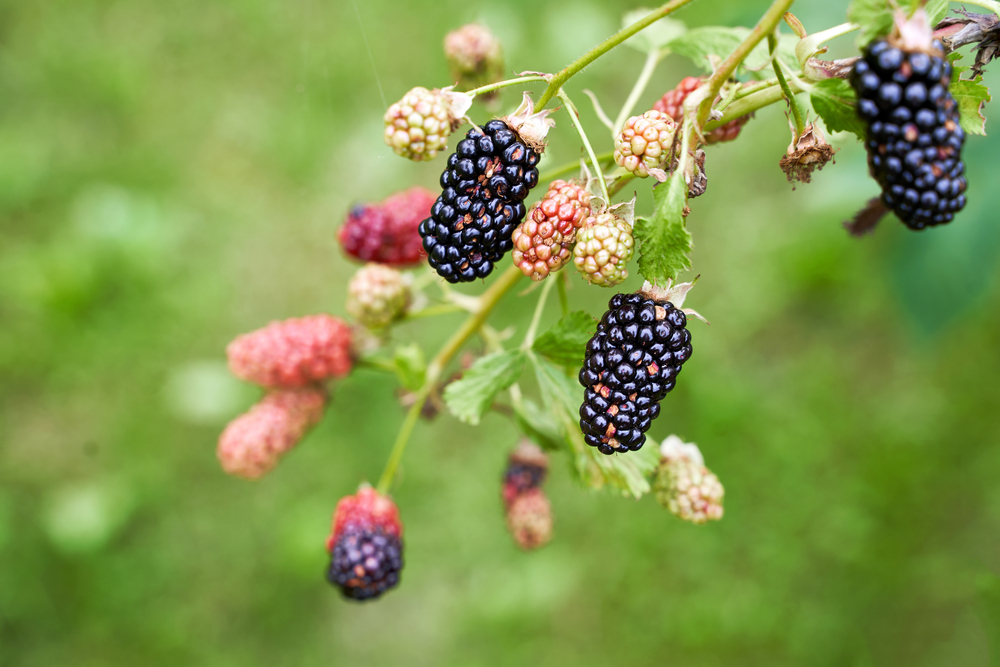 A blackberry bush