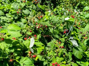 Black Raspberry Bushes