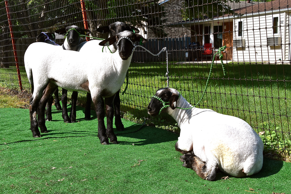 Sheep at a county fair